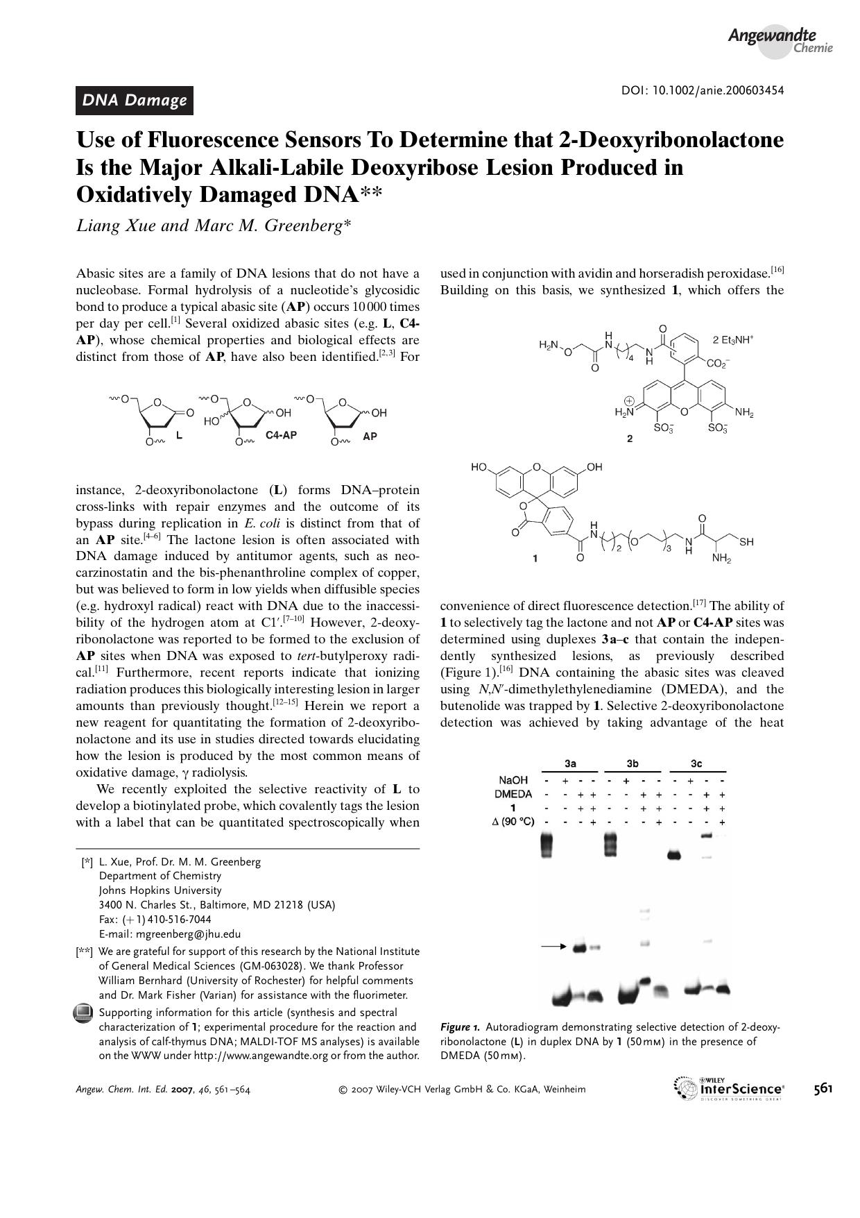 Use of Fluorescence Sensors To Determine that 2-Deoxyribonolactone Is the Major Alkali-Labile Deoxyribose Lesion Produced in Oxidatively Damaged DNA by Unknown