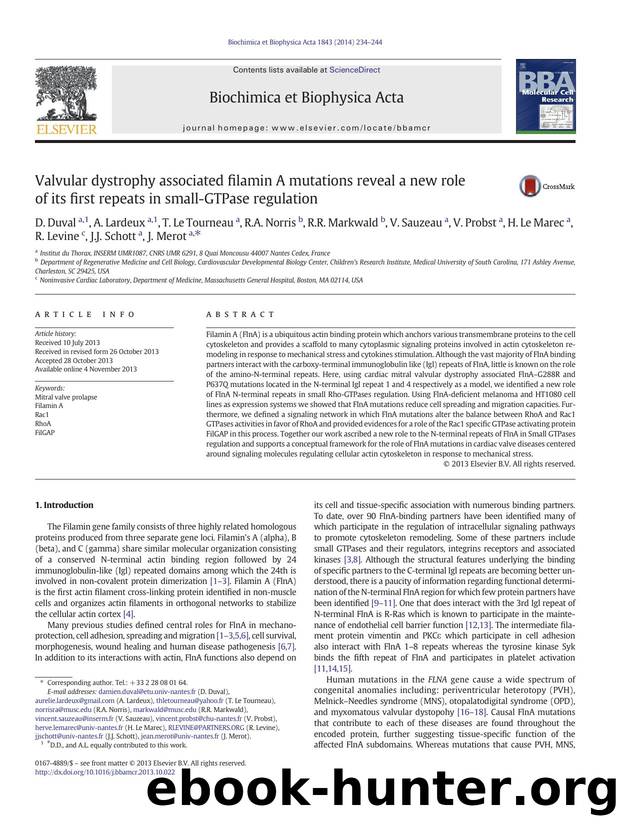 Valvular dystrophy associated filamin A mutations reveal a new role of its first repeats in small-GTPase regulation by unknow