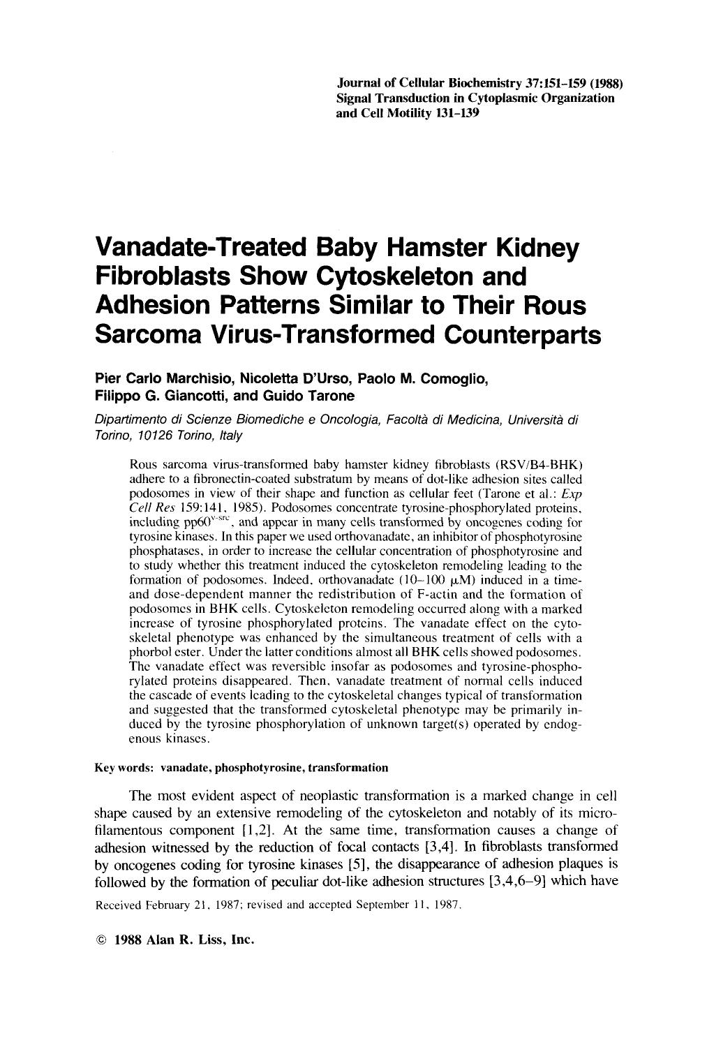Vanadate-treated baby hamster kidney fibroblasts show cytoskeleton and adhesion patterns similar to their rous sarcoma virus-transformed counterparts by Unknown
