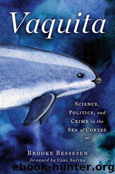Vaquita by Brooke Bessesen