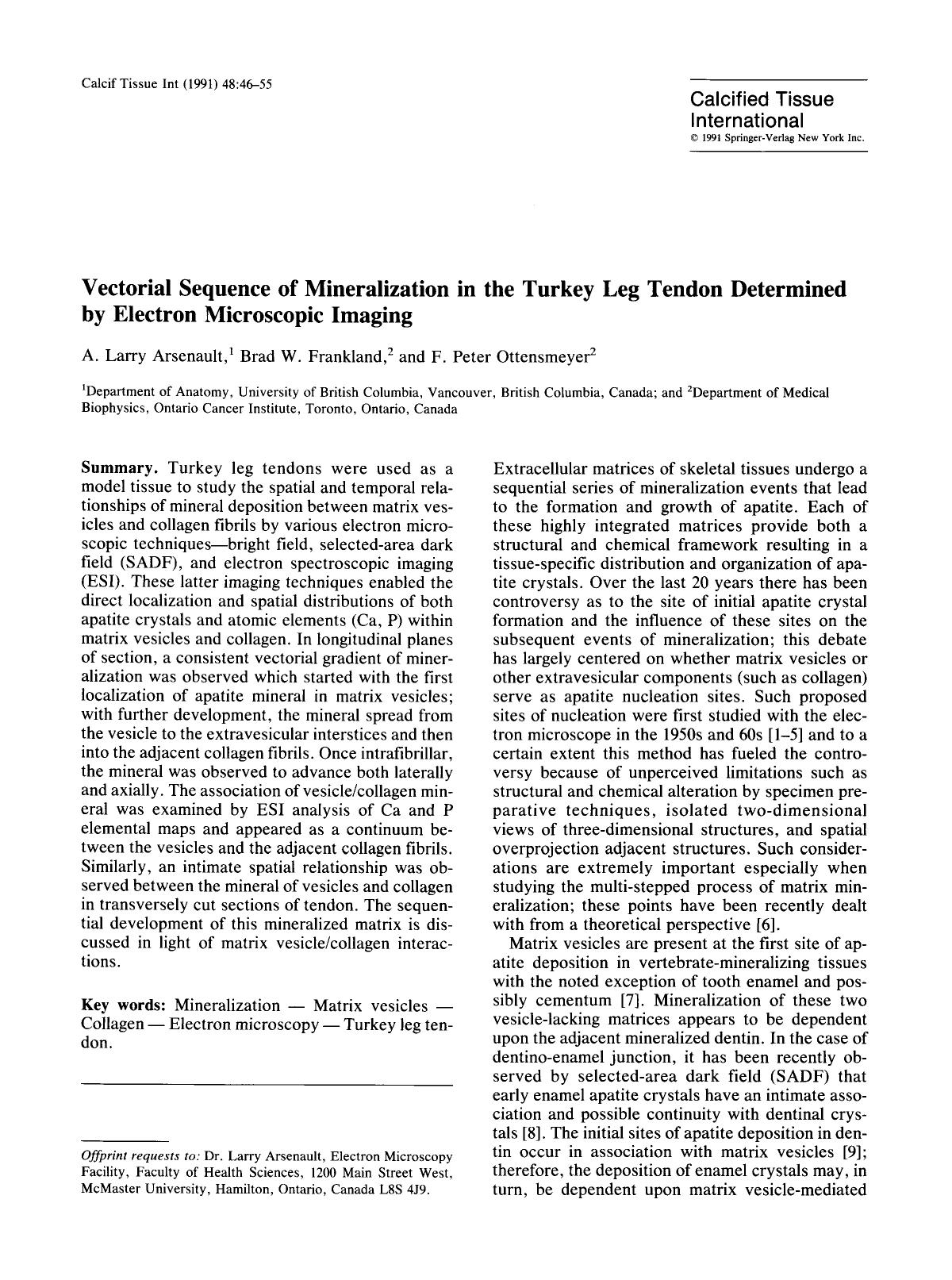 Vectorial sequence of mineralization in the turkey leg tendon determined by electron microscopic imaging by Unknown