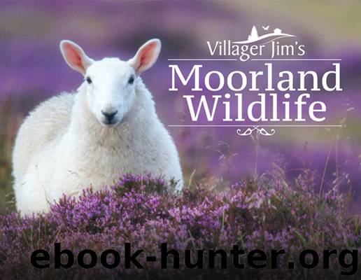 Villager Jim's Moorland Wildlife by Villager Jim