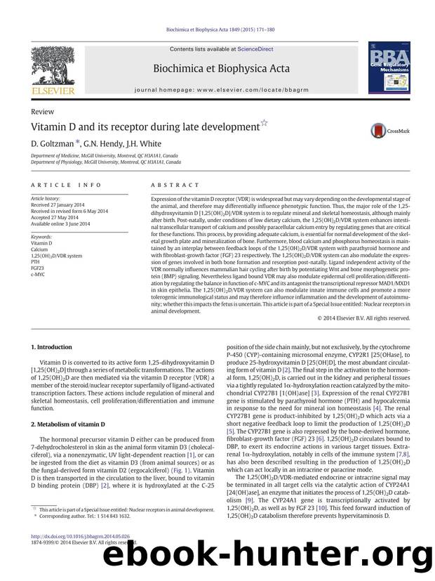 Vitamin D and its receptor during late development by D. Goltzman & G.N. Hendy & J.H. White