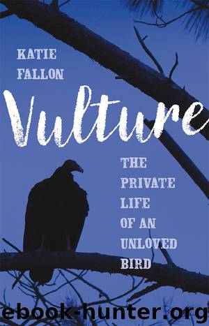 Vulture by Katie Fallon