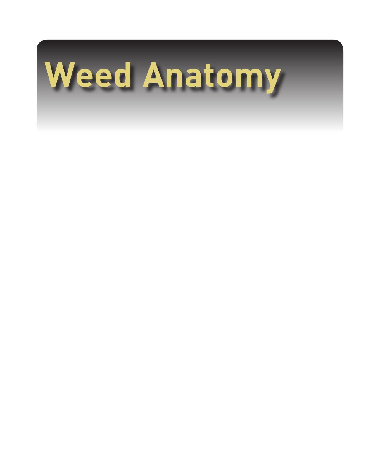 Weed Anatomy by Hansjoerg Kraehmer Peter Baur(auth.)