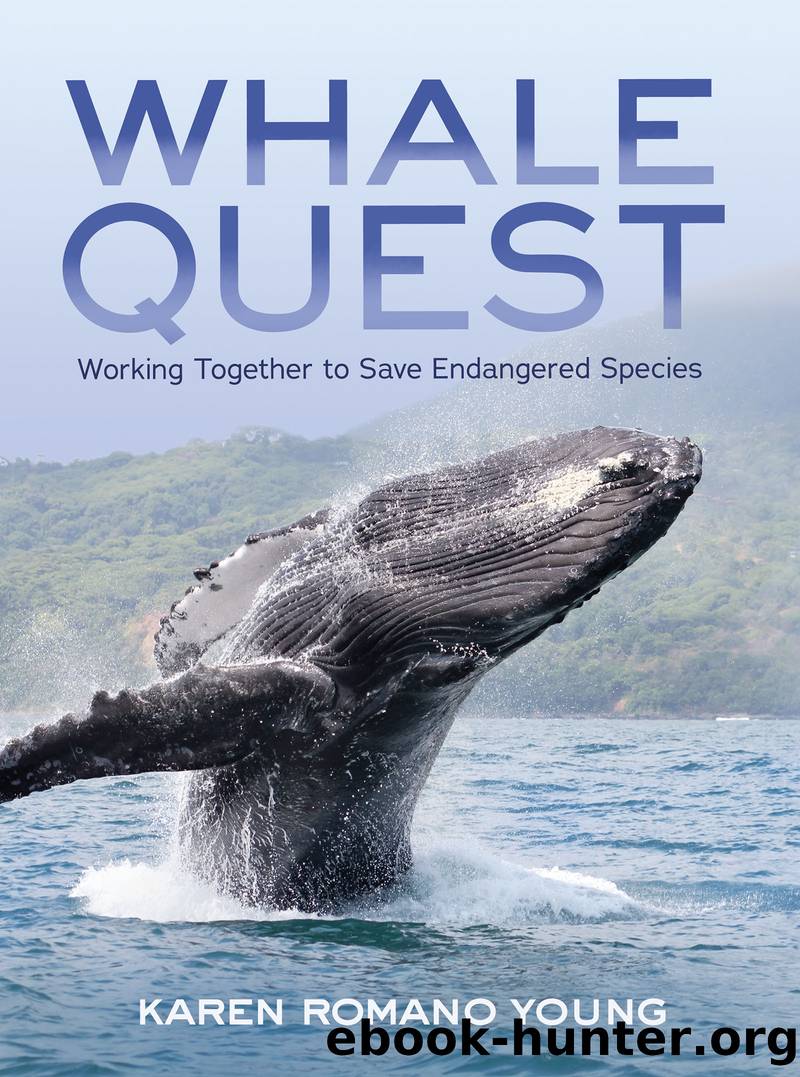 Whale Quest by Karen Romano Young