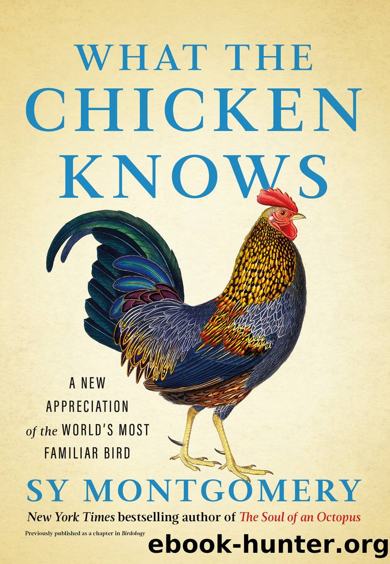 What the Chicken Knows by Sy Montgomery