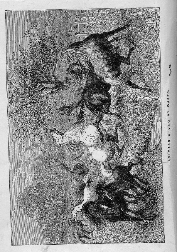 Who was the first paper-maker? by 1869