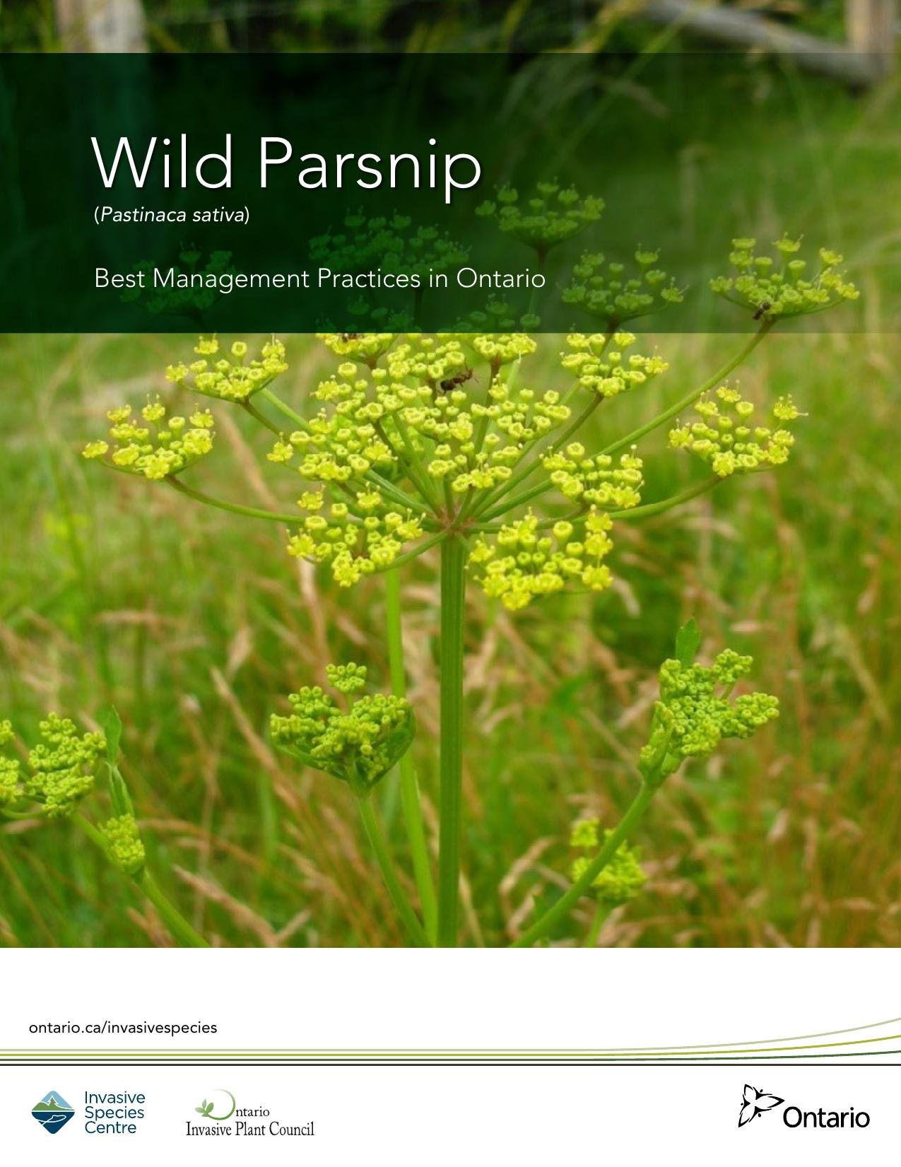 Wild parsnip (Pastinaca sativa) by Invasive Species Center