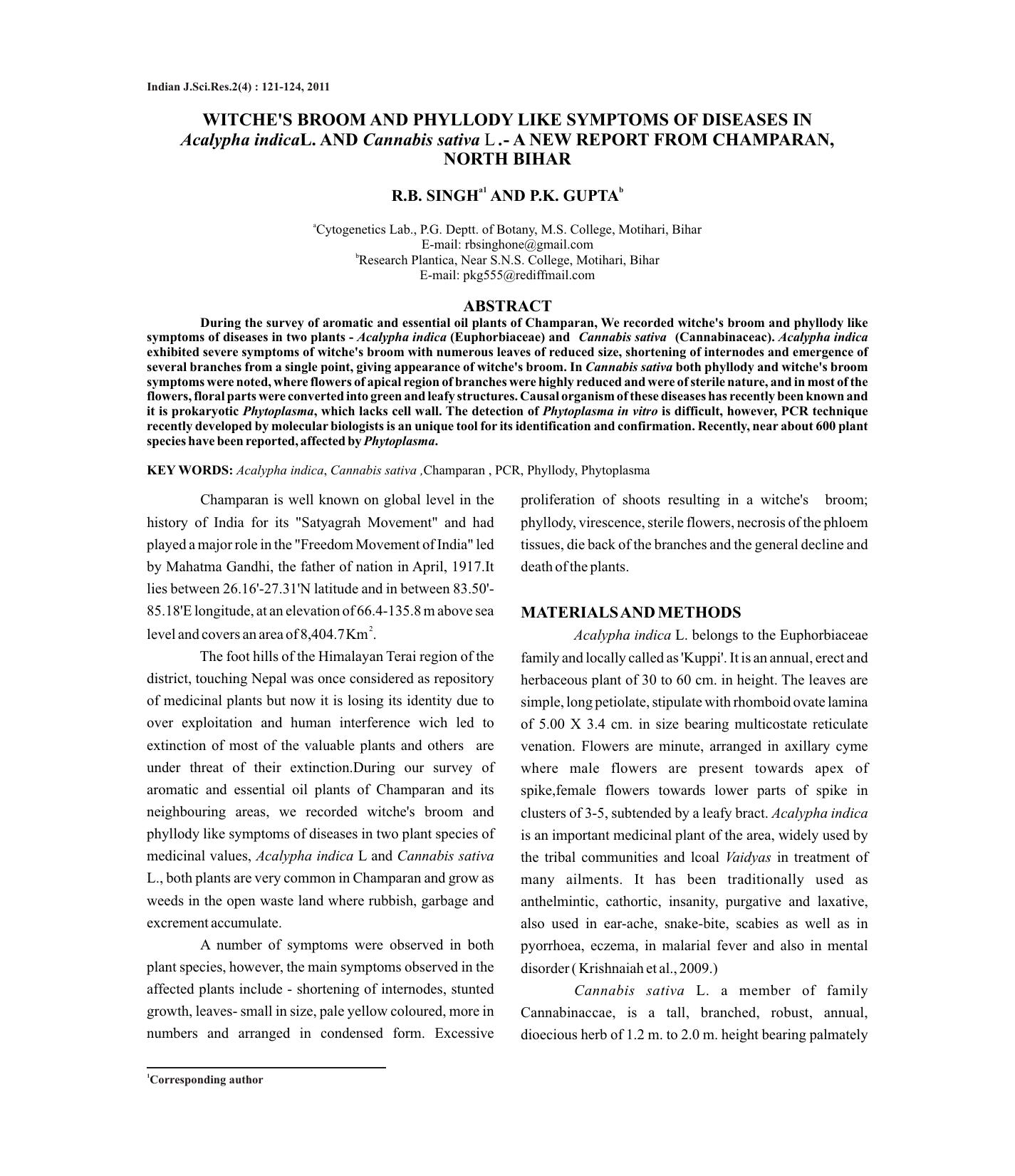 Witches Broom and Phyllody like symptoms of disease in Acalypha indica L. and Cannabis sativa L.- A New Report from Champaran, North Bihar by Unknown