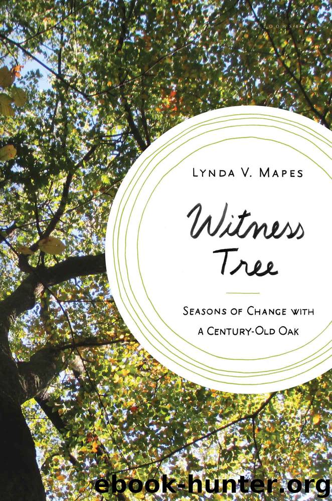 Witness Tree by Lynda V. Mapes