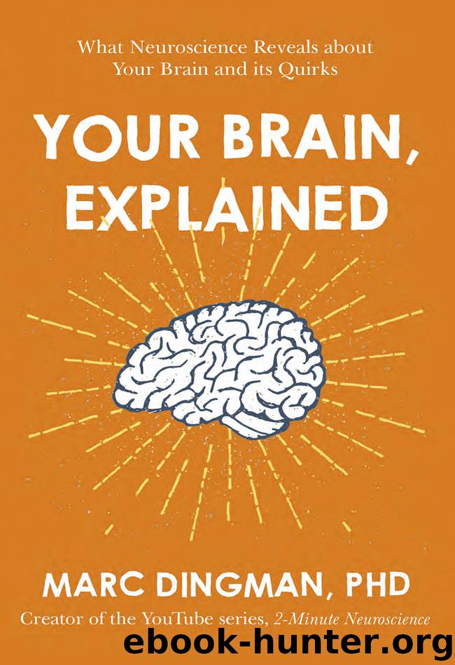 Your Brain, Explained by Marc Dingman