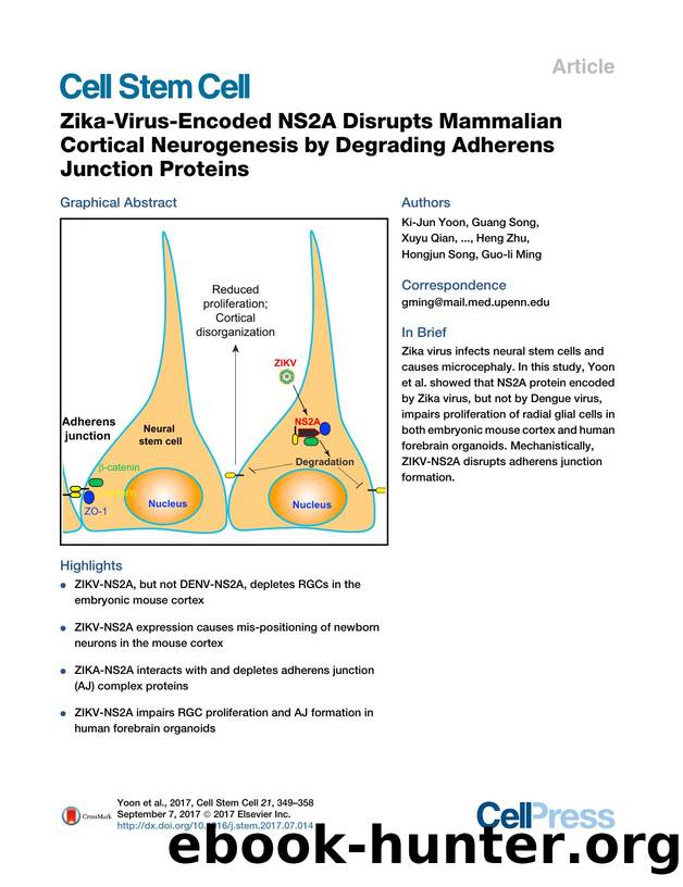 Zika-Virus-Encoded NS2A Disrupts Mammalian Cortical Neurogenesis by Degrading Adherens Junction Proteins by unknow