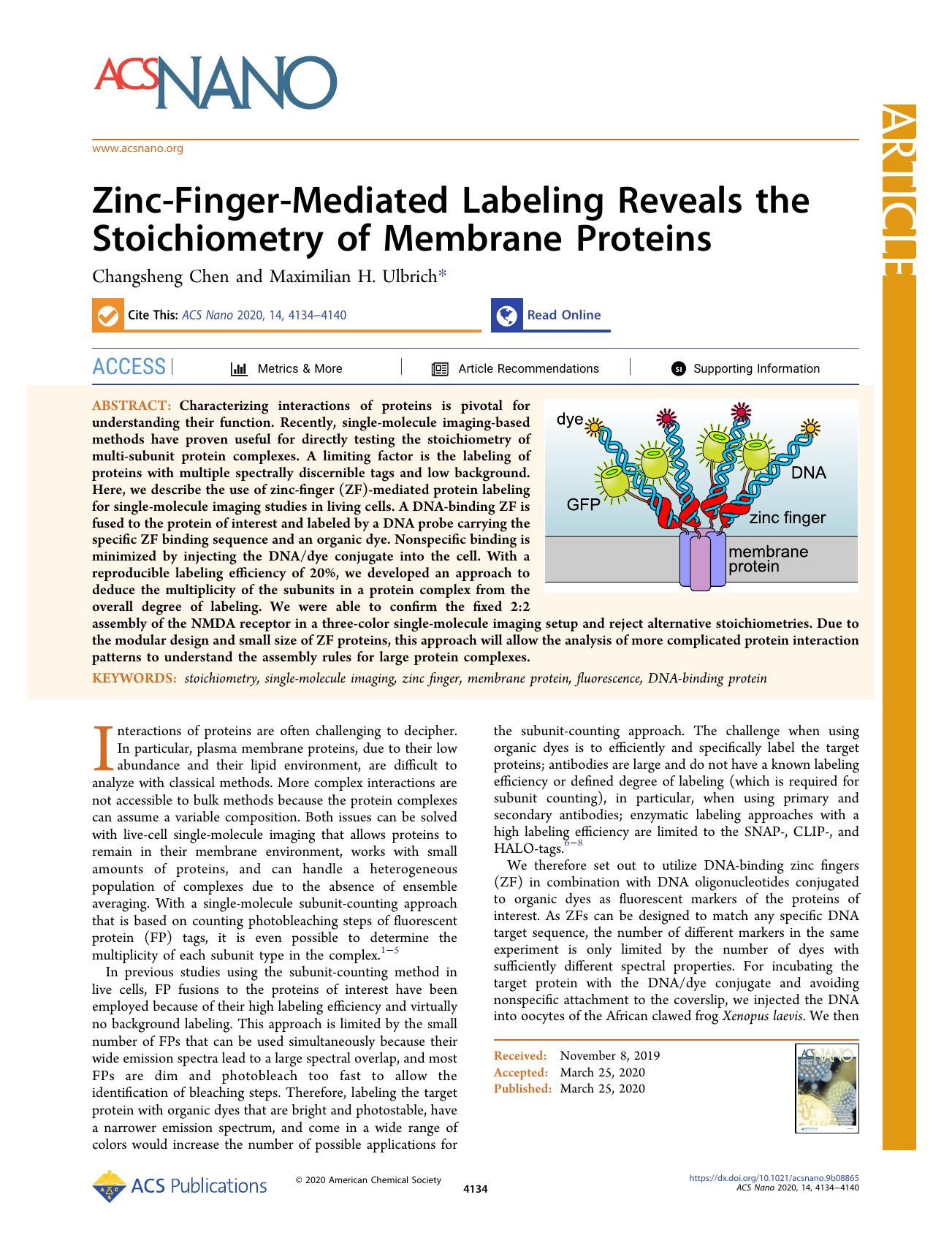 Zinc-Finger-Mediated Labeling Reveals the Stoichiometry of Membrane Proteins by Changsheng Chen and Maximilian H. Ulbrich