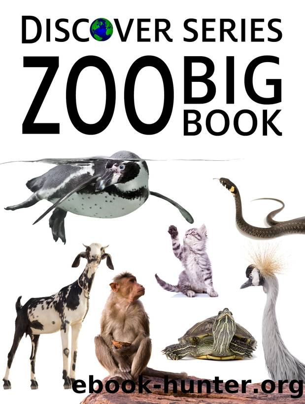 Zoo Big Book by Xist Publishing