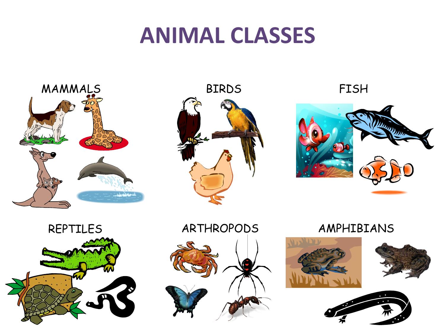 animal-classes by Unknown
