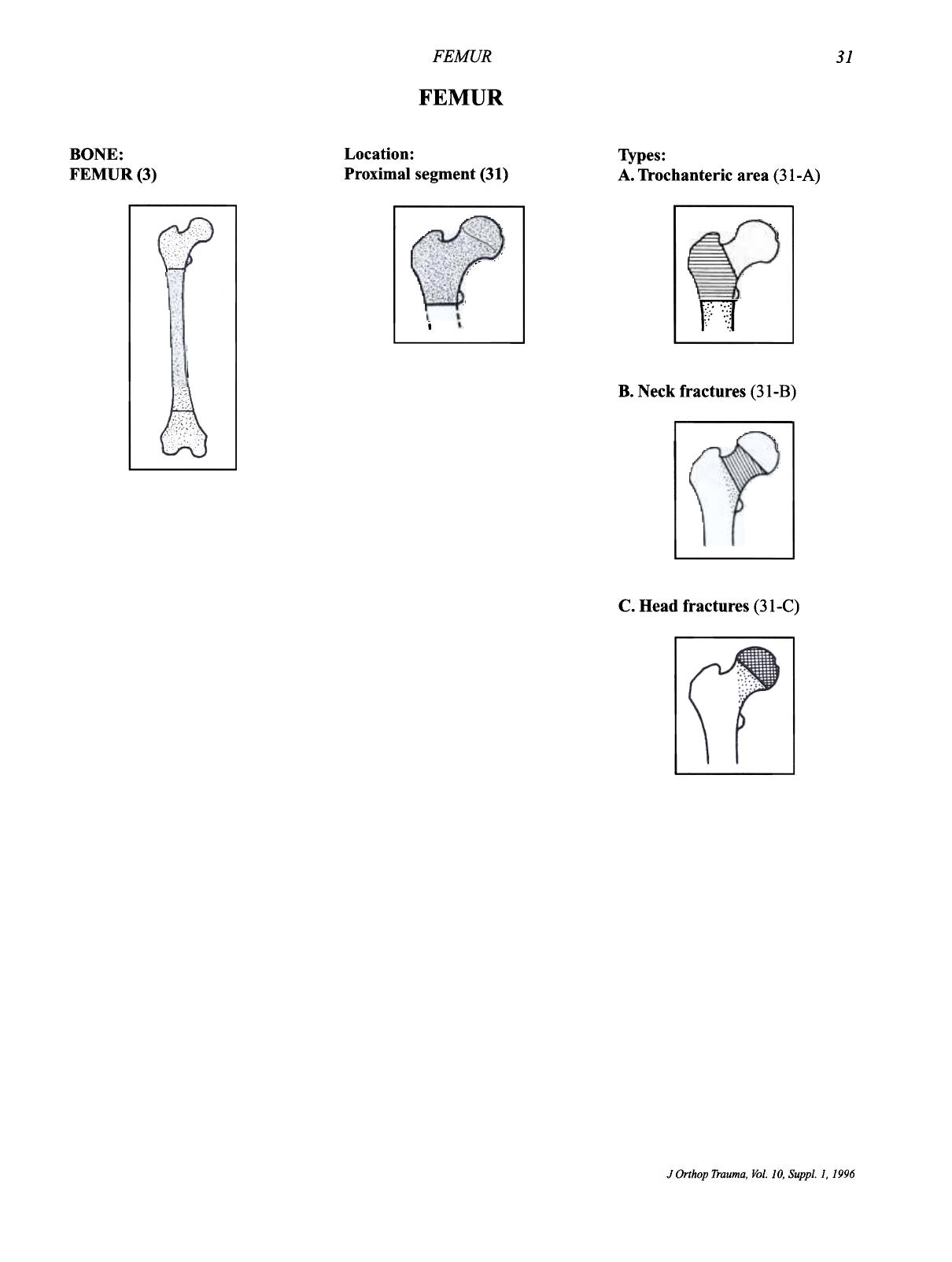 femur by caswell