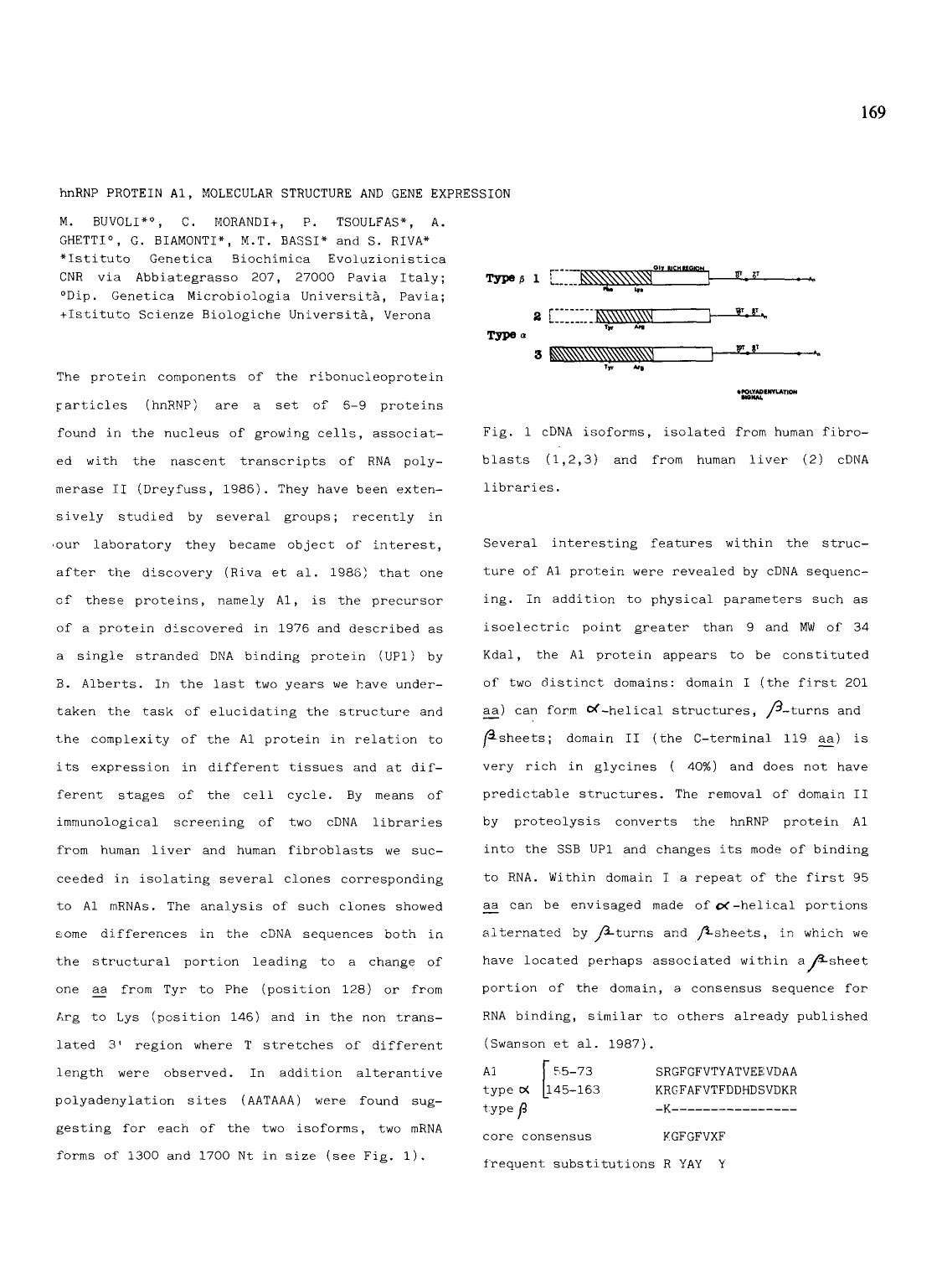 hnRNP protein A1, molecular structure and gene expression by Unknown