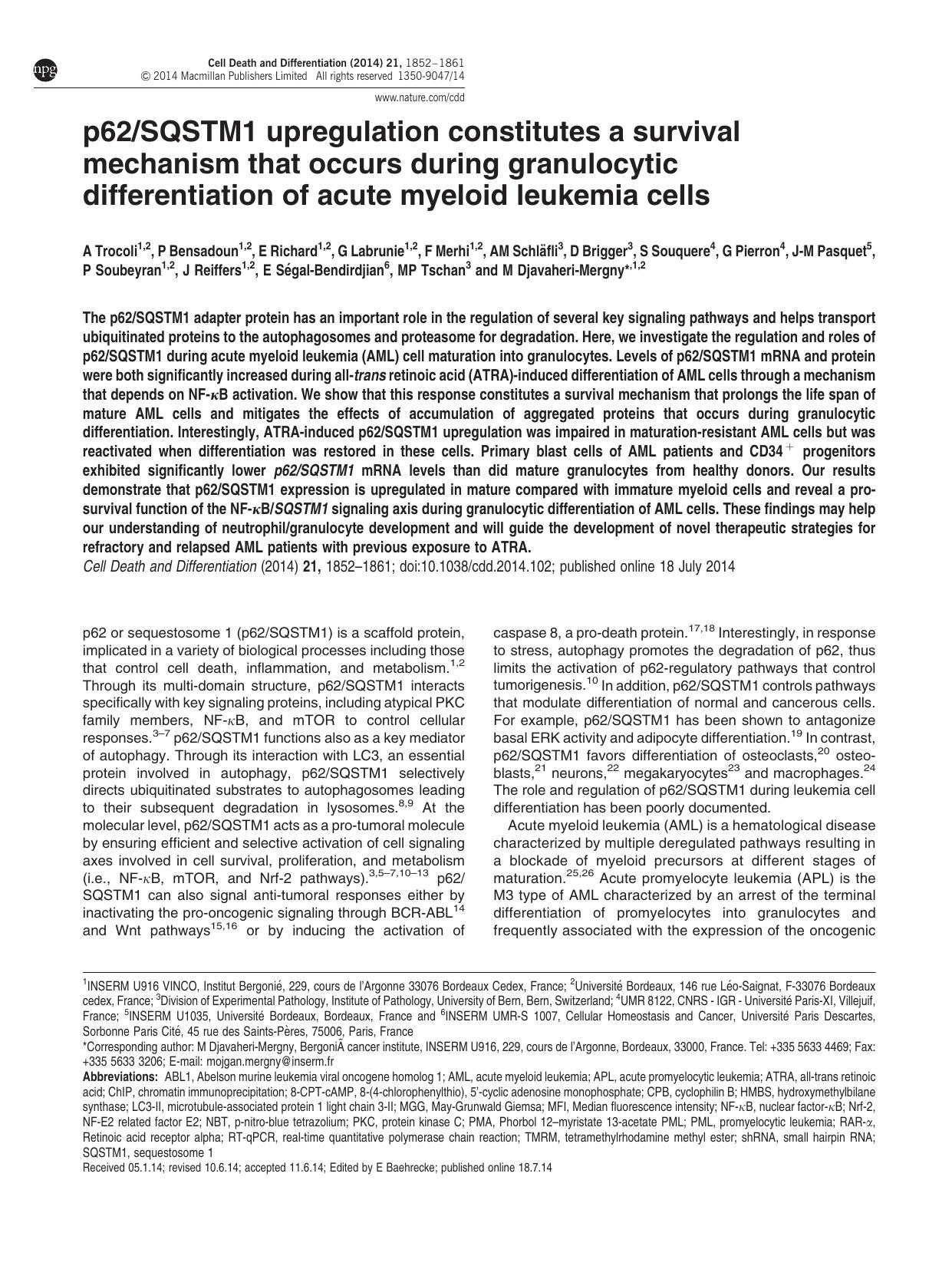 p62&sol;SQSTM1 upregulation constitutes a survival mechanism that occurs during granulocytic differentiation of acute myeloid leukemia cells by unknow