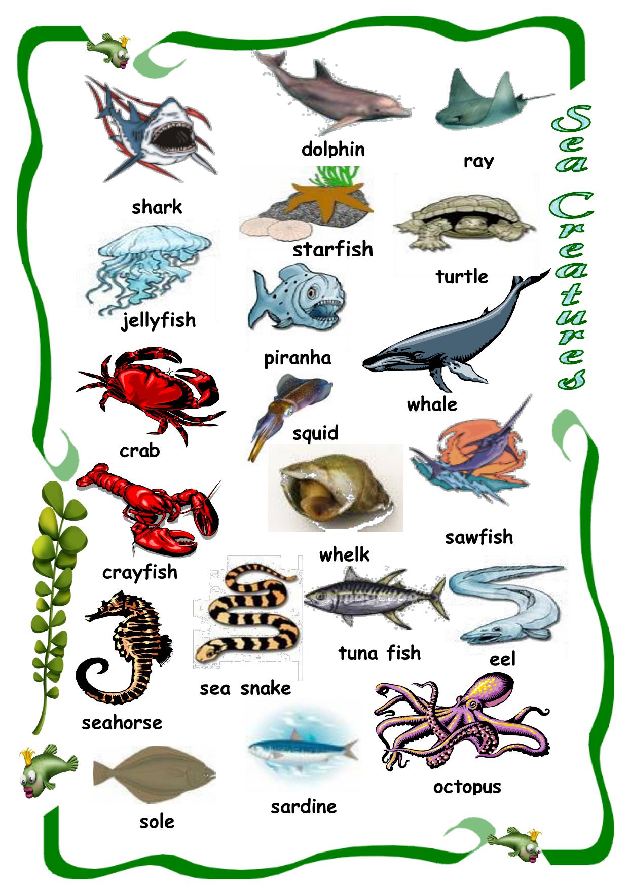 sea-creatures by Vanda51