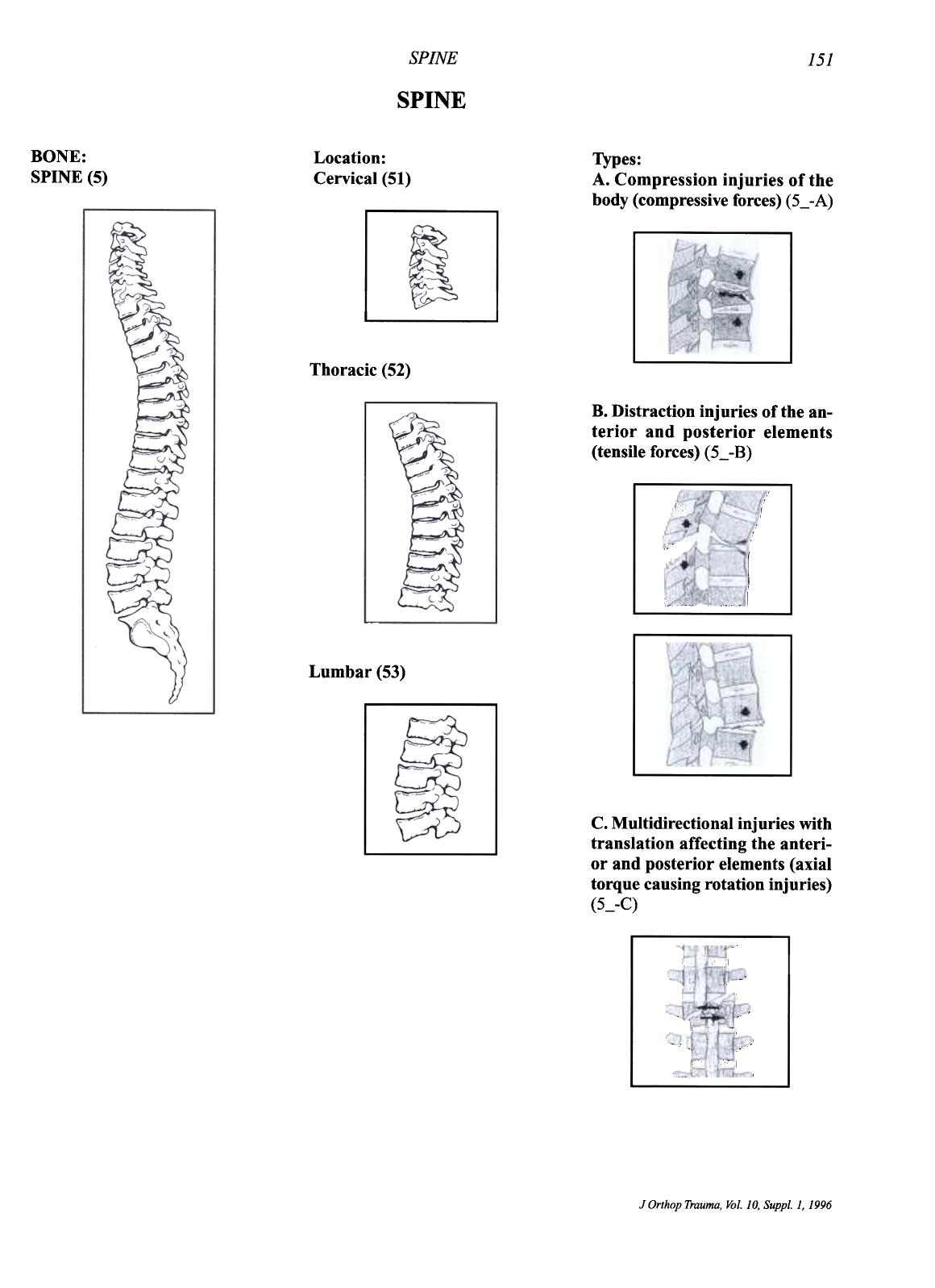 spine by caswell