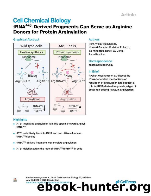 tRNAArg-Derived Fragments Can Serve as Arginine Donors for Protein Arginylation by unknow